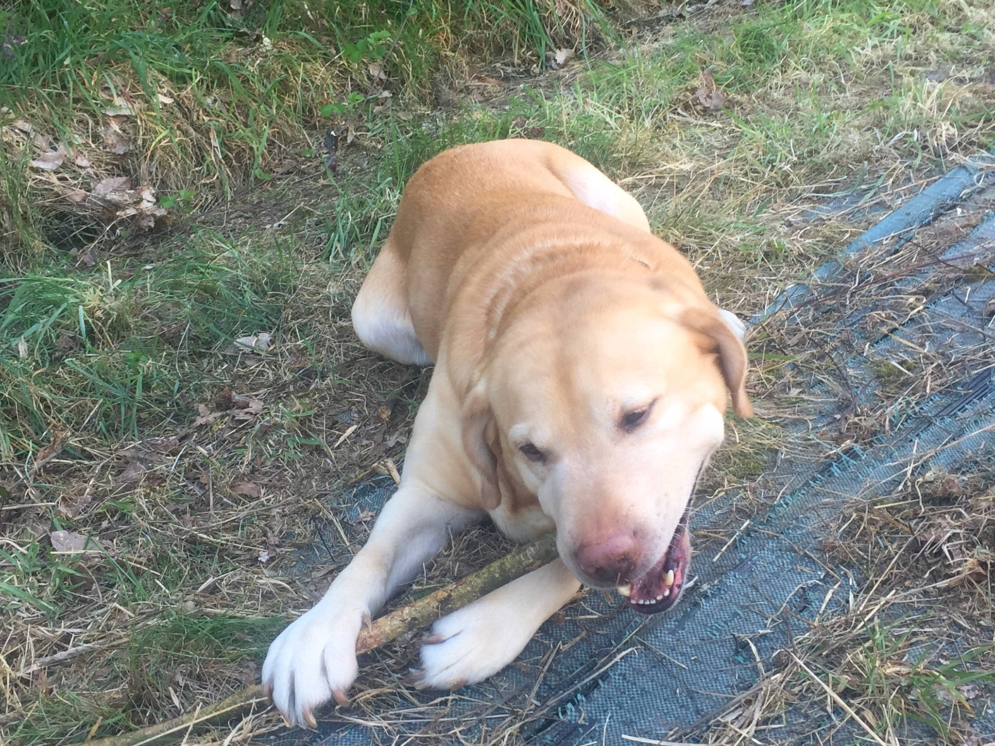 Symba a rejoint le concours — aidez-le/la à gagner de superbes lots ! canidae, carnivore, dog, dog_breed, fawn, hunting_dog, labrador_retriever, mammal, mountain_cur, retriever, snout, sporting_group, street_dog, vertebrate