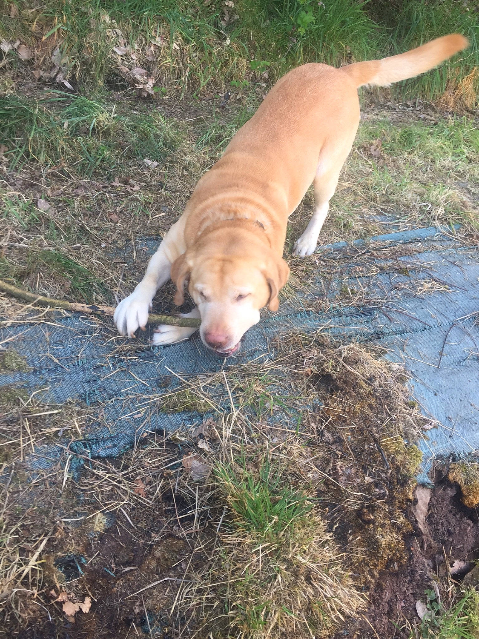 Symba a rejoint le concours — aidez-le/la à gagner de superbes lots ! american_pit_bull_terrier, boerboel, canidae, carnivore, dog, dog_breed, fawn, hunting_dog, mammal, mountain_cur, non_sporting_group, sporting_group, tail, vertebrate