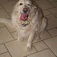 Saba a rejoint le concours — aidez-le/la à gagner de superbes lots ! canidae, carnivore, companion_dog, dog, dog_breed, fawn, golden_retriever, great_pyrenees, kuvasz, livestock_guardian_dog, mammal, maremma_sheepdog, polish_tatra_sheepdog, retriever, slovak_cuvac, sporting_group, vertebrate