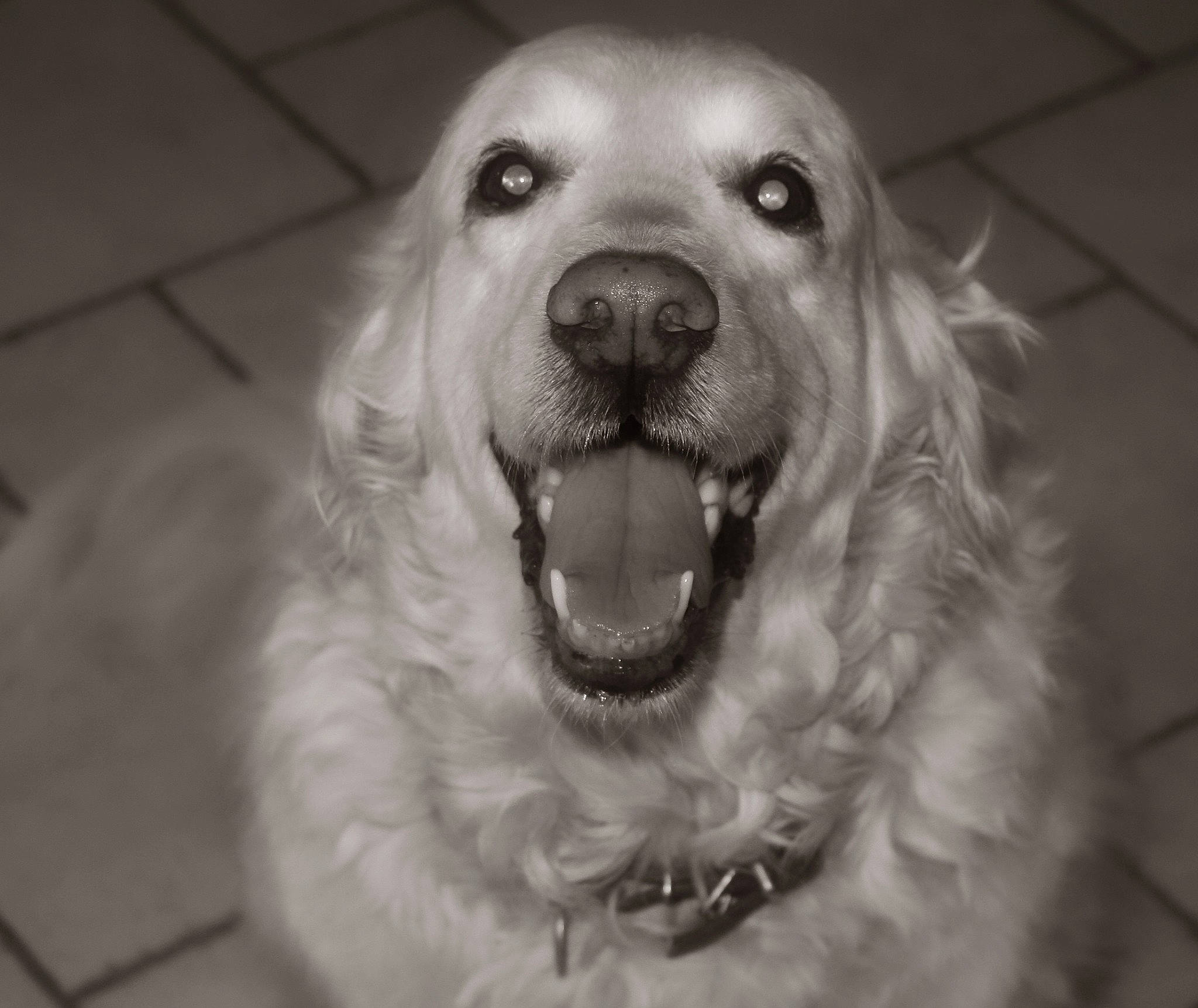 Saba a rejoint le concours — aidez-le/la à gagner de superbes lots ! black_and_white, canidae, carnivore, companion_dog, dog, dog_breed, golden_retriever, head, mammal, maremma_sheepdog, mouth, nose, polish_tatra_sheepdog, retriever, setter, slovak_cuvac, snout, sporting_group, vertebrate, white