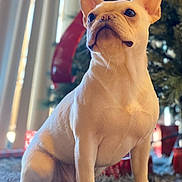 Callie is registered to the contest to win money with this photo: dog, french_bulldog, puppy, sitting, indoor, carpet, christmas_tree, holiday, decorations, blurred_background, cute, pet, fur, ears, snout, animal, portrait, light, warm, cozy