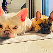 Duke And Callie is registered to the contest to win money with this photo: dog, french_bulldog, indoor, carpet, sunlight, ears, pet, laying_down, close_up, brown_dog, white_dog, window, floor, relaxed, cute, animal, companion, domestic, portrait, two_dogs