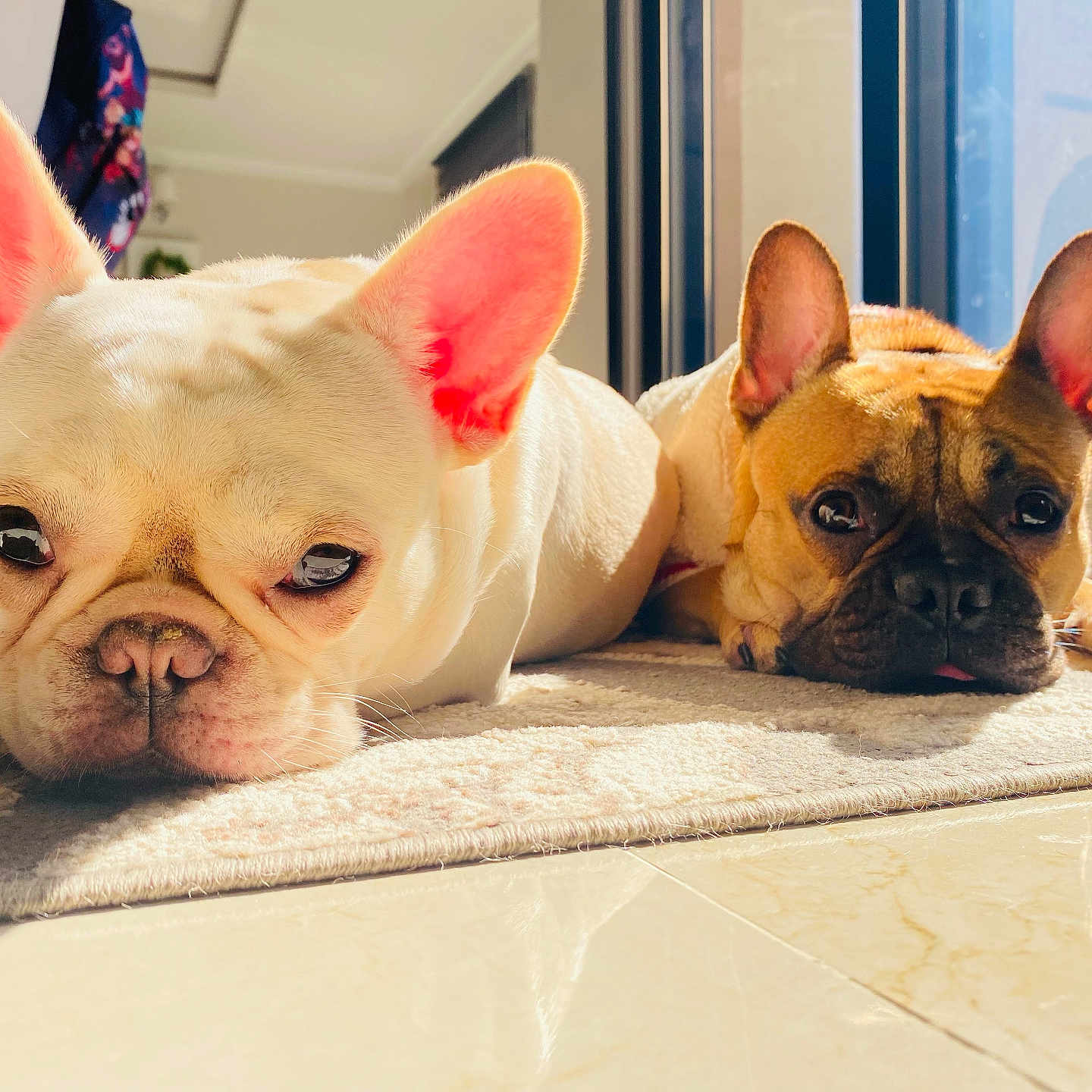 Duke And Callie is registered to the contest to win money with this photo: animal, brown_dog, carpet, close_up, companion, cute, dog, domestic, ears, floor, french_bulldog, indoor, laying_down, pet, portrait, relaxed, sunlight, two_dogs, white_dog, window