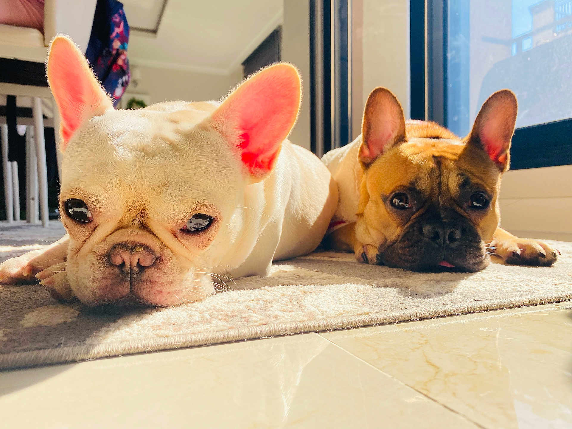 Duke And Callie