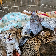 Anubis participe au concours pour gagner de l'argent avec cette photo : kitten, cat, hairless_cat, sphynx, blue_eyes, spotted_cat, striped_cat, fur, pet_enclosure, blanket, cozy, resting, cute, animal, indoor, floor_tile, playful, young, sleeping, group