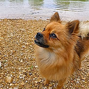 Bella a rejoint le concours — aidez-le/la à gagner de superbes lots ! animal, beach, canine, coast, cockerspaniel, dog, gravel, nature, outdoors, papillon, pebble, pet, puppy, road, rock, sea, shoreline, soil, water, wood