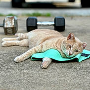 Willow And Snowball is registered to the contest to win money with this photo: animal, background, beige_cat, cat, closeup, concrete_floor, dumbbells, ear, exercise_band, feline, fitness_equipment, laying_down, lazy, outdoor, paw, pet, relaxed, resting, side_view, workout