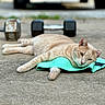 animal, background, beige_cat, cat, closeup, concrete_floor, dumbbells, ear, exercise_band, feline, fitness_equipment, laying_down, lazy, outdoor, paw, pet, relaxed, resting, side_view, workout
