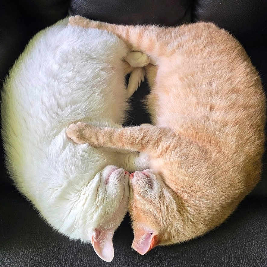 Willow And Snowball joined the competition — help win amazing prizes! animal, cat, cats, companion, cozy, curled_up, cute, domestic, feline, fur, indoor, leather_chair, orange_cat, pattern, pets, relaxation, resting, sleeping, two_animals, white_cat
