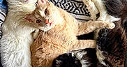 Willow And Snowball is registered to the contest to win money with this photo: animal, black_cat, blanket, cat, cats, companion, cozy, cuddle, cute, feline, fur, indoors, laying, orange_cat, patterned_blanket, pets, relaxed, resting, snuggling, white_cat