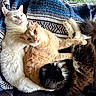 animal, black_cat, blanket, cat, cats, companion, cozy, cuddle, cute, feline, fur, indoors, laying, orange_cat, patterned_blanket, pets, relaxed, resting, snuggling, white_cat