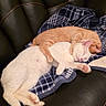 Willow And Snowball joined the competition — help win amazing prizes! animal, blanket, cat, cats, companion, couch, cozy, cute, fur, indoor, leather_couch, orange_cat, paw, pet, plaid, relaxing, resting, sleeping, snuggling, white_cat