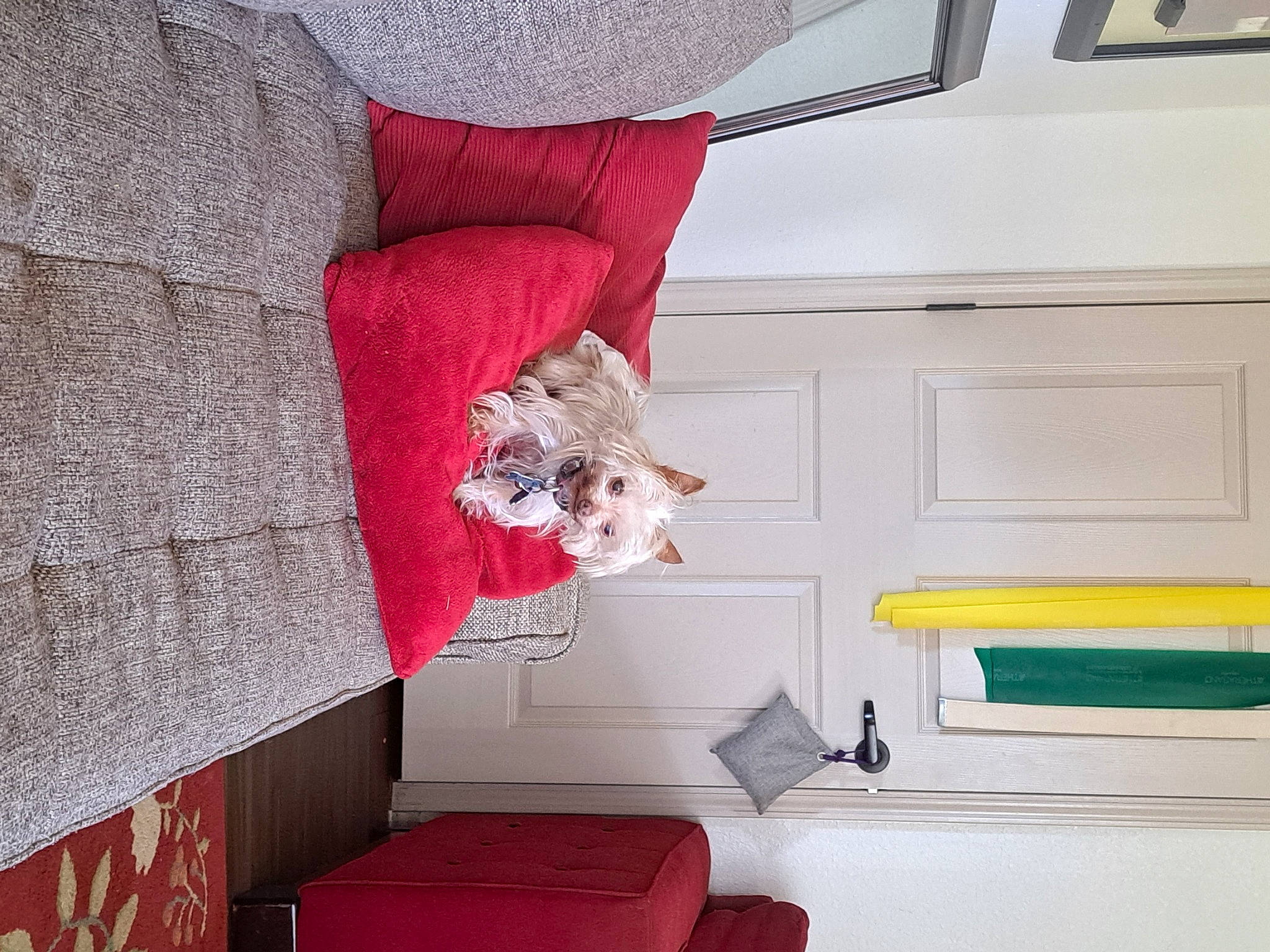 Macy is registered to the contest to win money with this photo: carmine, comfort, couch, design, door, flooring, grey, home, linens, magenta, pattern, pink, rectangle, red, room, studio_couch, textile, wall, window, wood