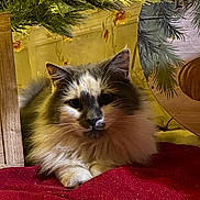 Snuffkin is registered to the contest to win money with this photo: cat, fluffy, white, gray, fur, red_fabric, christmas_tree, pine_branches, lights, holiday, cozy, indoor, pet, relaxed, animal, cute, feline, decor, festive, resting