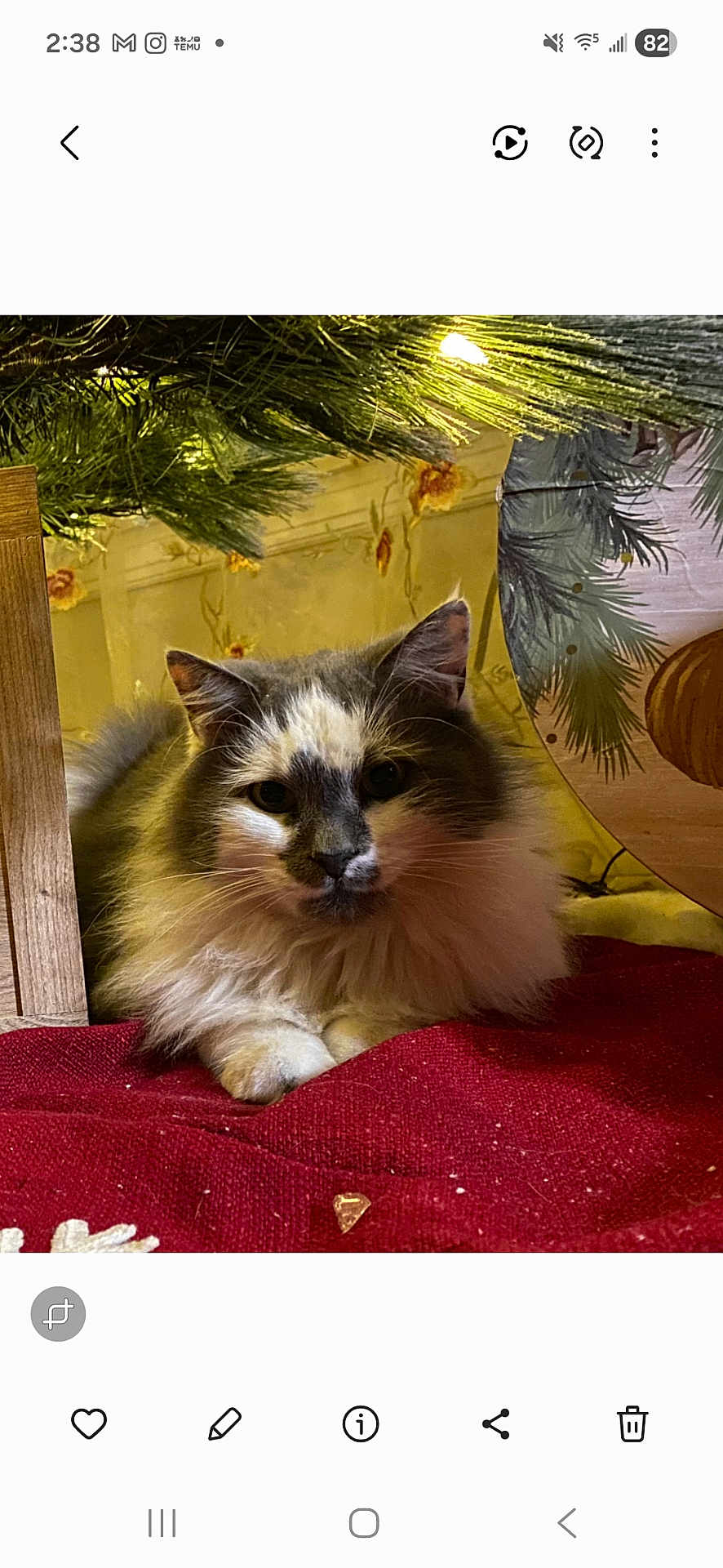Snuffkin is registered to the contest to win money with this photo: cat, fluffy, white, gray, fur, red_fabric, christmas_tree, pine_branches, lights, holiday, cozy, indoor, pet, relaxed, animal, cute, feline, decor, festive, resting