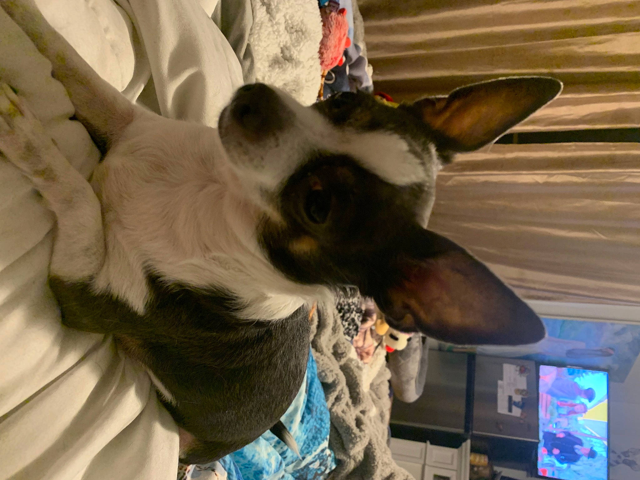 Sadie Grace joined the competition — help win amazing prizes! canidae, carnivore, companion_dog, corgi_chihuahua, dog_breed, ear, fawn, felidae, fur, gesture, small_to_medium_sized_cats, snout, television, toy_dog, whiskers, wing, working_animal