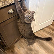 Titus is registered to the contest to win money with this photo: cat, gray_cat, fluffy, furry, pet, animal, indoors, kitchen, countertop, cabinet, wood_floor, white_door, yellow_eyes, whiskers, tail, standing, stretching, upside_down, playful, photography