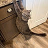 cat, gray_cat, fluffy, furry, pet, animal, indoors, kitchen, countertop, cabinet, wood_floor, white_door, yellow_eyes, whiskers, tail, standing, stretching, upside_down, playful, photography