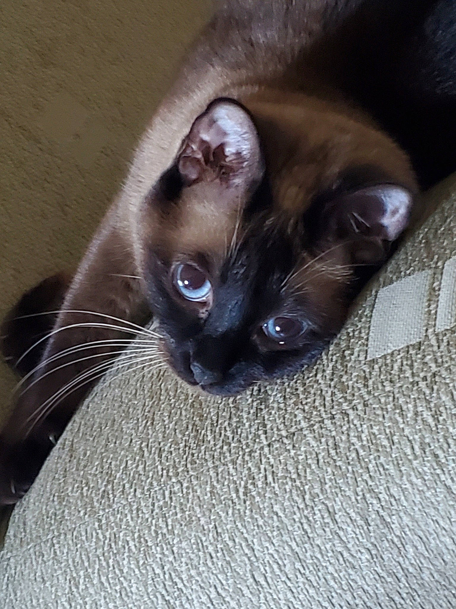 Penelope is registered to the contest to win money with this photo: asian, balinese, black_cat, burmese, carnivore, cat, ear, fawn, felidae, javanese, kitten, mammal, ojos_azules, siamese, small_to_medium_sized_cats, snout, thai, tonkinese, vertebrate, whiskers