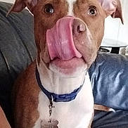 Silver joined the competition — help win amazing prizes! dog, tongue, collar, pet, indoor, couch, brown, white, ears, lamp, furniture, animal, cute, playful, nose, sitting, tongue_out, tag, domestic, canine