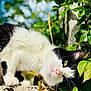 cat, black_and_white, animal, pet, outdoor, nature, green_leaves, stone, curious, close_up, whiskers, fur, pink_nose, sunlight, daylight, plant, leafy_background, mammal, portrait, cute