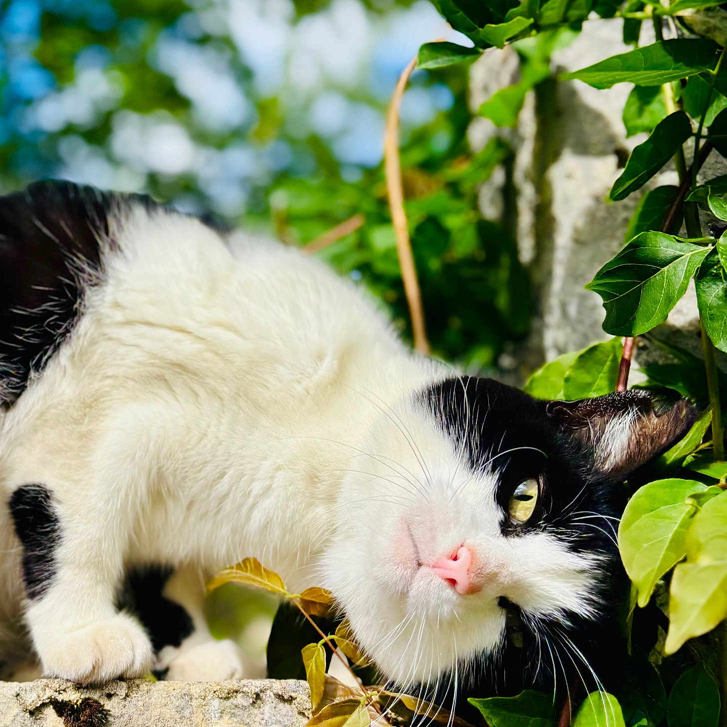 Minoute a rejoint le concours — aidez-le/la à gagner de superbes lots ! animal, black_and_white, cat, close_up, curious, cute, daylight, fur, green_leaves, leafy_background, mammal, nature, outdoor, pet, pink_nose, plant, portrait, stone, sunlight, whiskers
