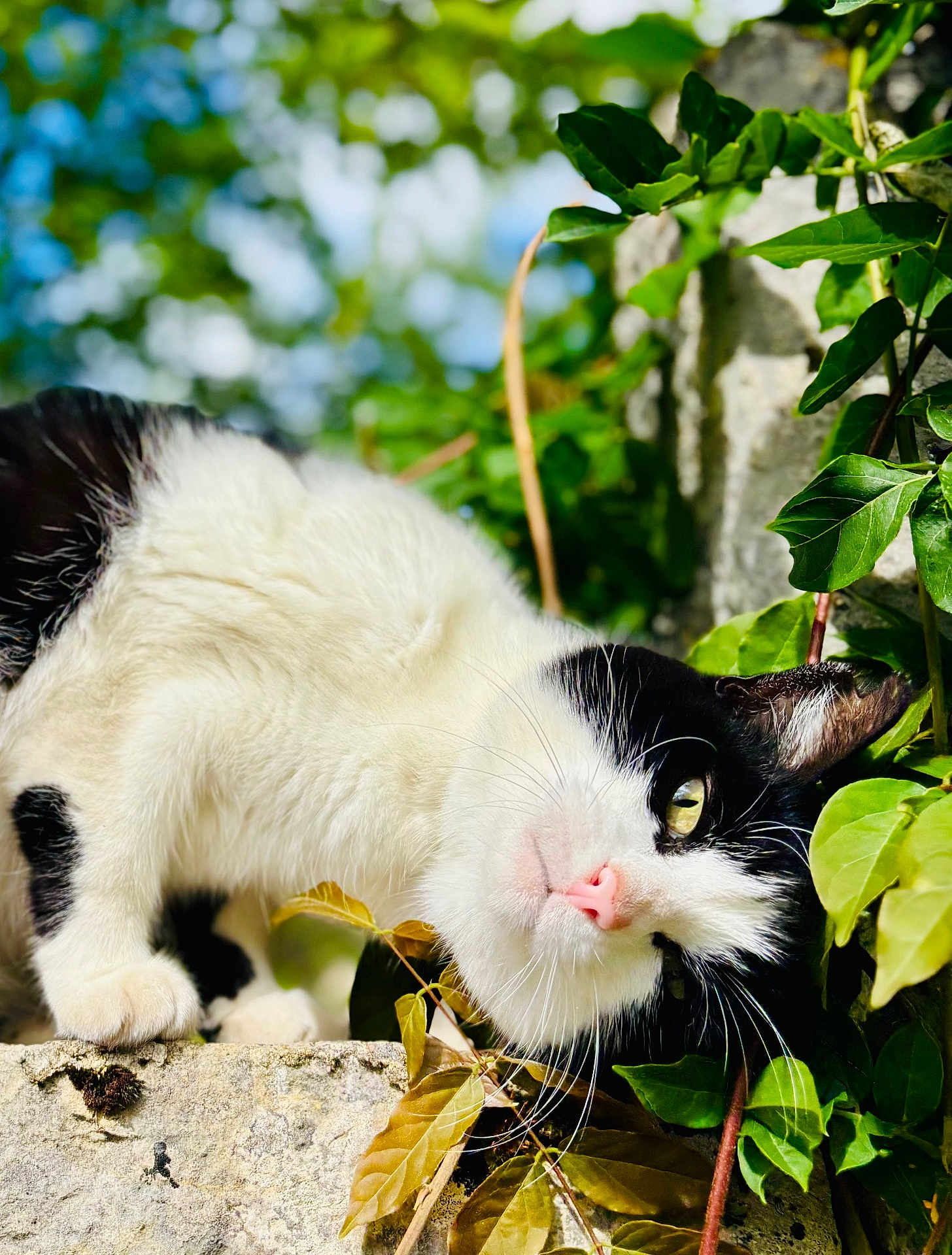 Minoute a rejoint le concours — aidez-le/la à gagner de superbes lots ! cat, black_and_white, animal, pet, outdoor, nature, green_leaves, stone, curious, close_up, whiskers, fur, pink_nose, sunlight, daylight, plant, leafy_background, mammal, portrait, cute