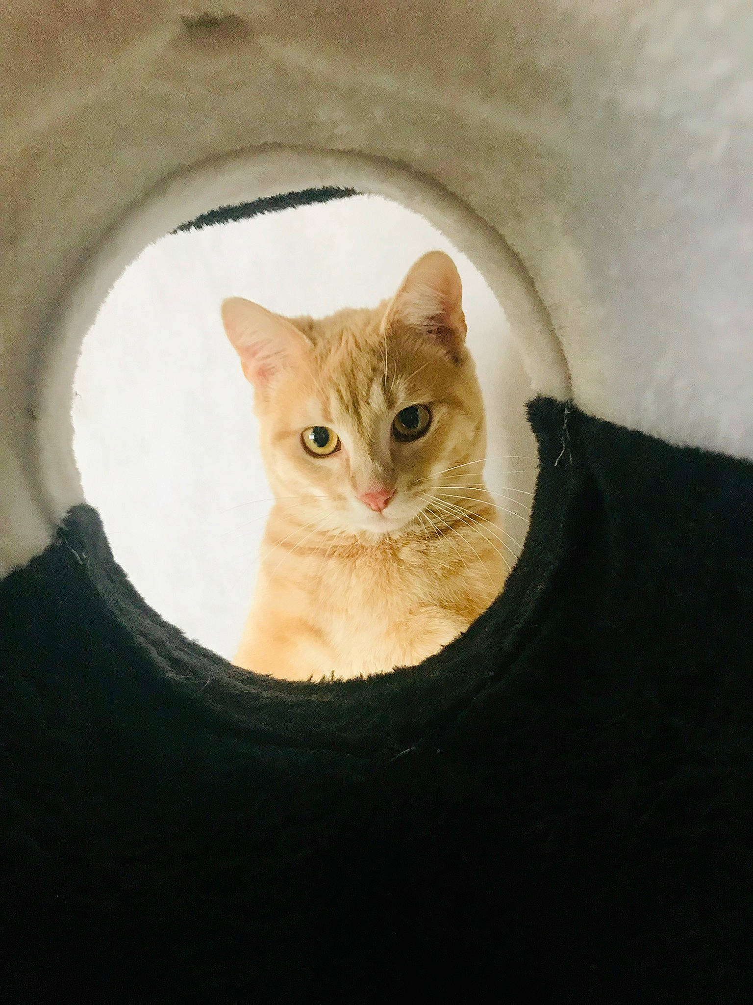 Bounty a rejoint le concours — aidez-le/la à gagner de superbes lots ! aegean_cat, arabian_mau, asian, australian_mist, carnivore, cat, domestic_short_haired_cat, ear, european_shorthair, eye, fawn, felidae, fur, german_rex, mammal, ojos_azules, small_to_medium_sized_cats, snout, tabby_cat, whiskers