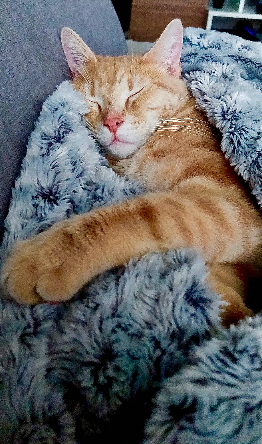 Bounty a rejoint le concours — aidez-le/la à gagner de superbes lots ! aegean_cat, american_wirehair, arabian_mau, asian, australian_mist, carnivore, cat, domestic_short_haired_cat, dragon_li, european_shorthair, fawn, felidae, fur, german_rex, kitten, mammal, nap, small_to_medium_sized_cats, tabby_cat, whiskers