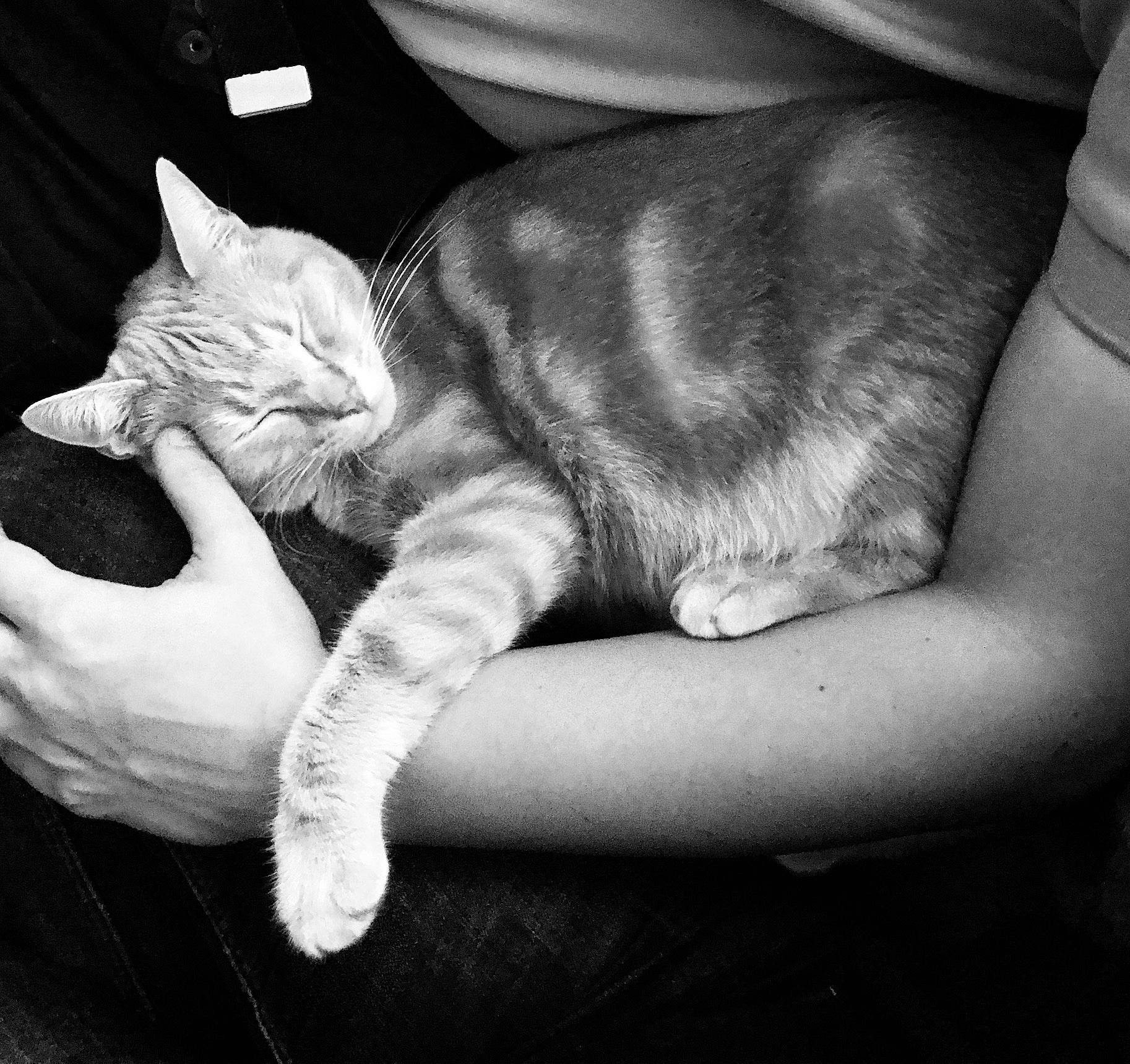 Bounty participe au concours pour gagner de l'argent avec cette photo : asian, black_and_white, carnivore, cat, claw, domestic_short_haired_cat, european_shorthair, felidae, hand, leg, monochrome, monochrome_photography, nap, paw, photography, sleep, small_to_medium_sized_cats, snapshot, tabby_cat, whiskers