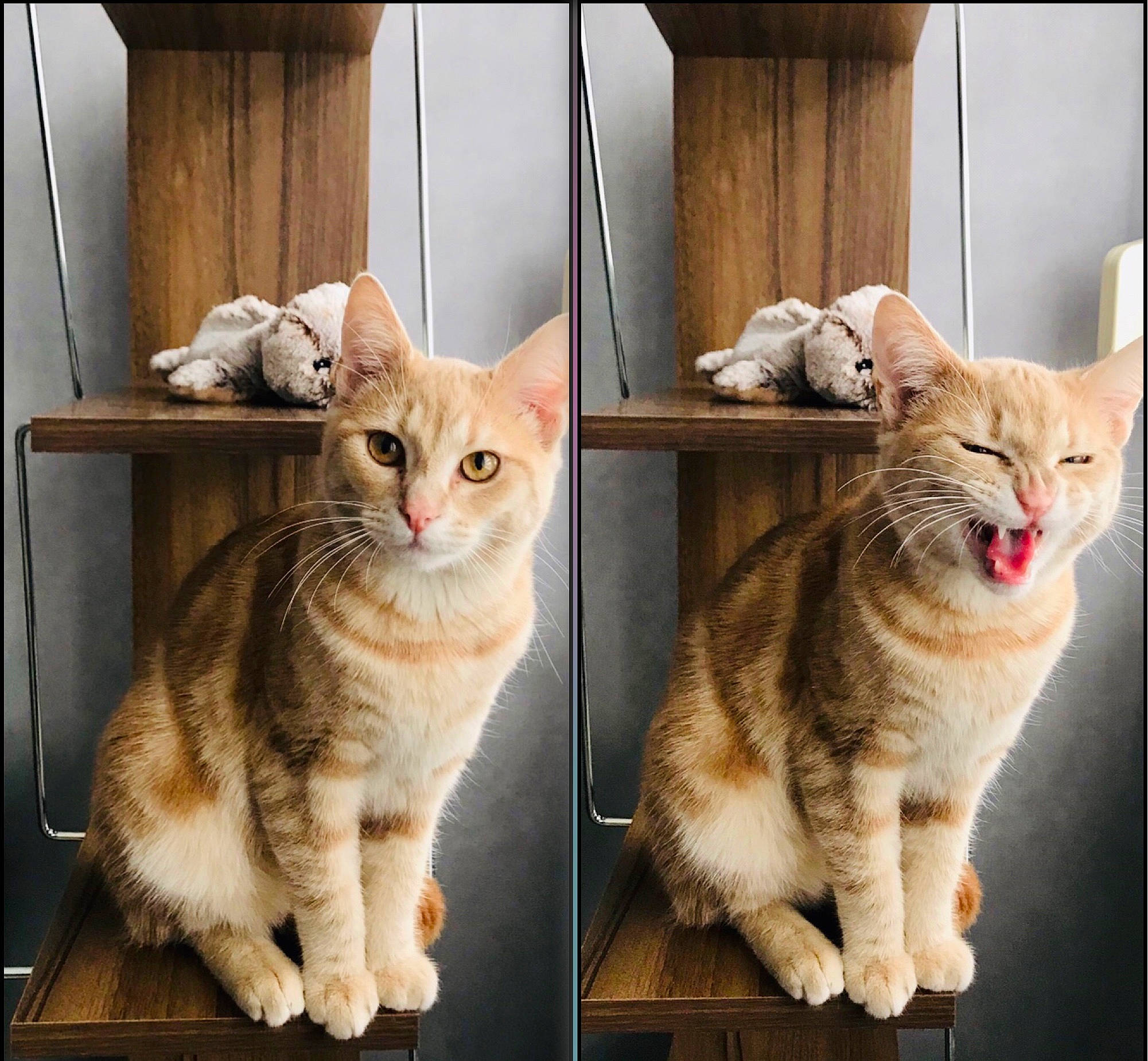 Bounty participe au concours pour gagner de l'argent avec cette photo : aegean_cat, american_shorthair, asian, australian_mist, carnivore, cat, domestic_short_haired_cat, dragon_li, european_shorthair, fawn, felidae, fur, kitten, leg, mammal, paw, polydactyl_cat, small_to_medium_sized_cats, tabby_cat, whiskers