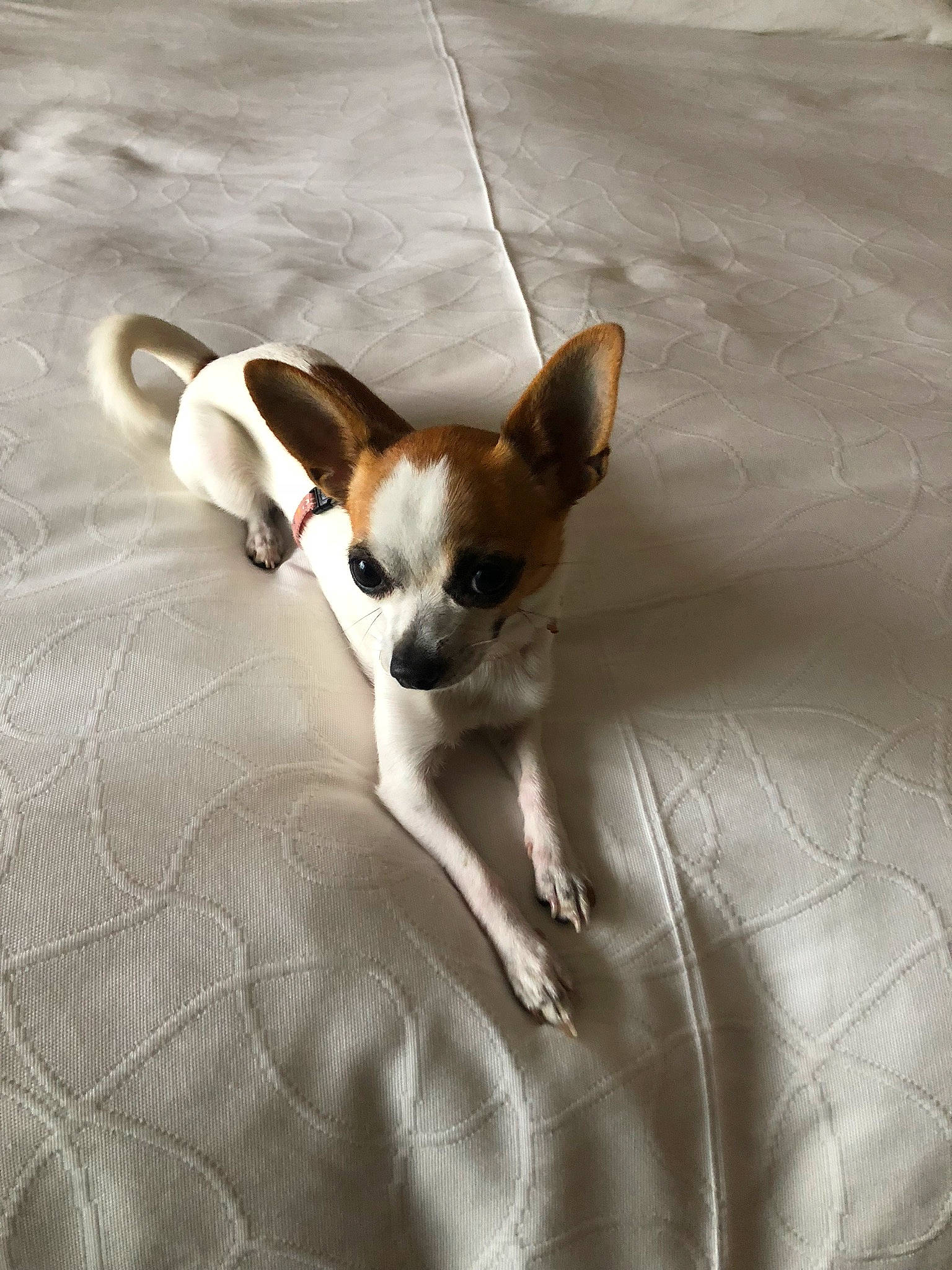 Oska participe au concours pour gagner de l'argent avec cette photo : canidae, carnivore, chihuahua, comfort, companion_dog, corgi_chihuahua, dog, dog_breed, fawn, fur, paw, puppy, russkiy_toy, sporting_group, tail, terrier, toy_dog, whiskers, wood, working_animal