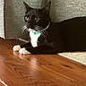 Oreo joined the competition — help win amazing prizes! cat, tuxedo_cat, black_and_white, pet, animal, lying_down, indoor, wooden_floor, collar, green_collar, white_paws, whiskers, pointed_ears, yellow_eyes, relaxed, alert, portrait, home, furniture, cute