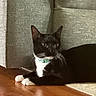 Oreo joined the competition — help win amazing prizes! cat, tuxedo_cat, black_and_white, pet, animal, feline, whiskers, green_collar, white_paws, lying_down, indoors, wooden_floor, couch, furniture, carpet, portrait, looking_at_camera, relaxed, reflection, home