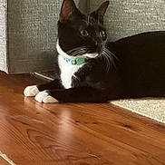 Oreo joined the competition — help win amazing prizes! cat, tuxedo_cat, black_and_white, pet, animal, collar, whiskers, green_eyes, lying_down, indoor, hardwood_floor, living_room, carpet, couch, home, portrait, feline, relaxed, alert, photography