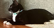 Oreo is registered to the contest to win money with this photo: cat, tuxedo_cat, pet, animal, black_and_white, collar, turquoise_collar, whiskers, ears, paws, lying_down, indoors, living_room, couch, carpet, wooden_floor, relaxed, side_profile, furniture, portrait