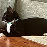 cat, tuxedo_cat, pet, animal, black_and_white, collar, turquoise_collar, whiskers, ears, paws, lying_down, indoors, living_room, couch, carpet, wooden_floor, relaxed, side_profile, furniture, portrait