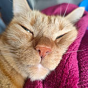 Simba a rejoint le concours — aidez-le/la à gagner de superbes lots ! cat, orange_tabby, close_up, sleepy, pet, fur, whiskers, nose, blanket, texture, cozy, relaxed, indoor, animal, mammal, soft, comfort, resting, face, ears