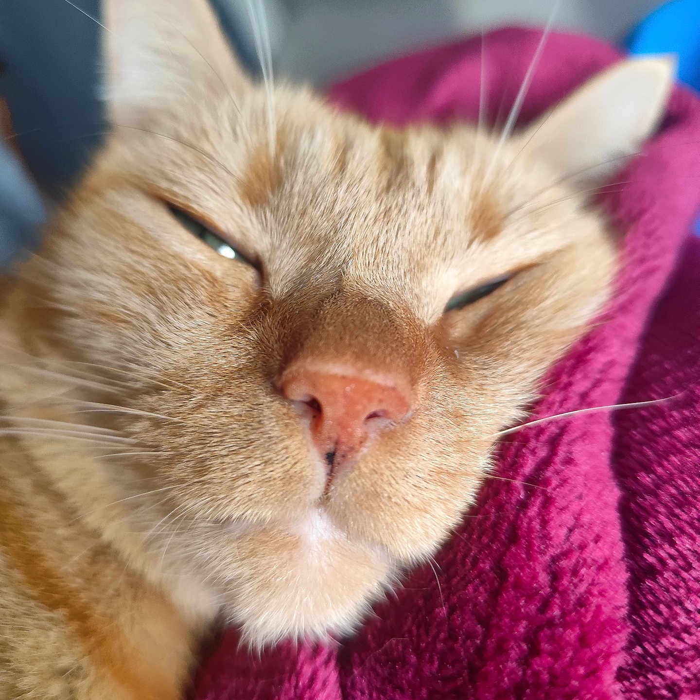 Simba a rejoint le concours — aidez-le/la à gagner de superbes lots ! animal, blanket, cat, close_up, comfort, cozy, ears, face, fur, indoor, mammal, nose, orange_tabby, pet, relaxed, resting, sleepy, soft, texture, whiskers
