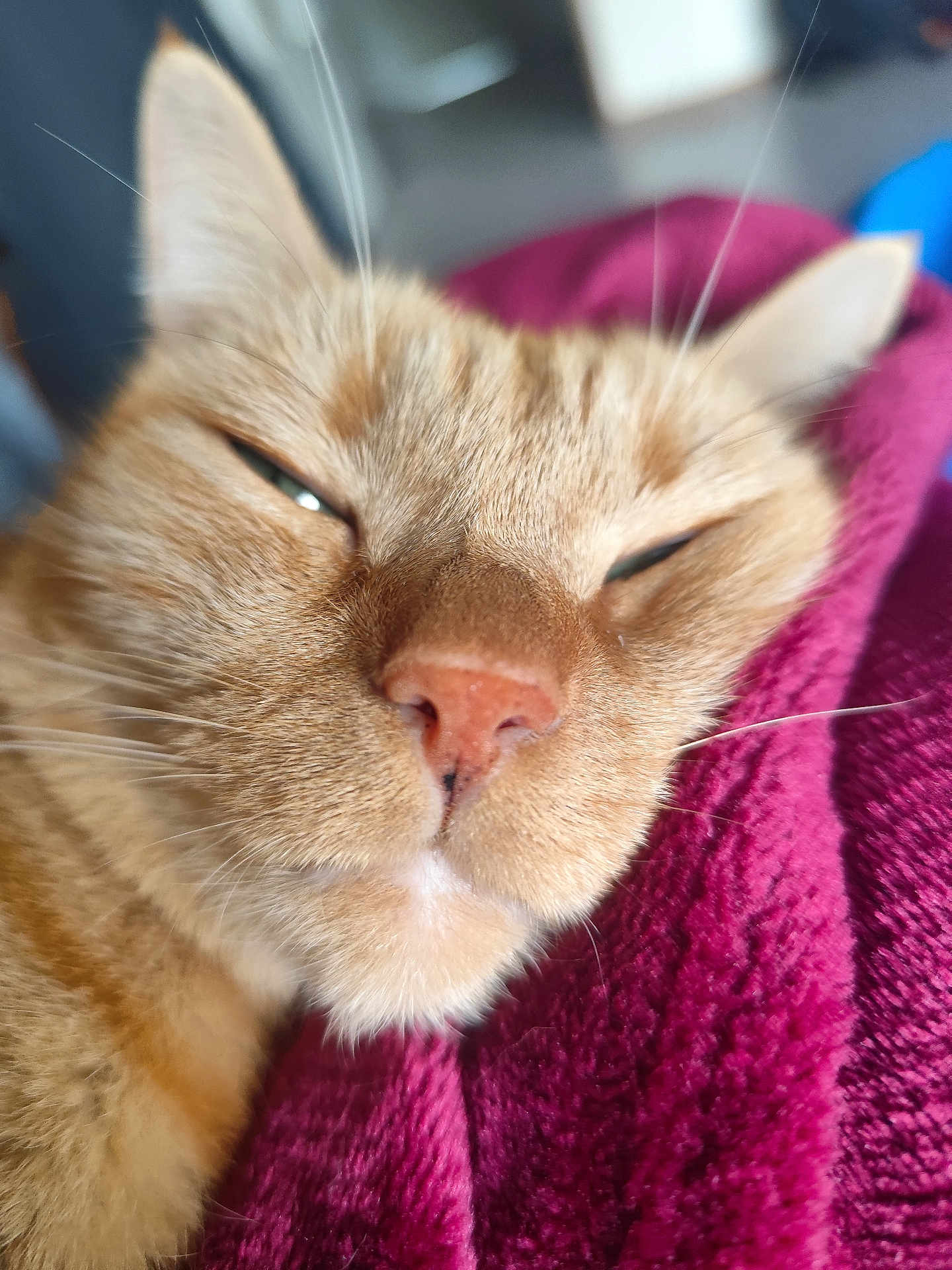 Simba a rejoint le concours — aidez-le/la à gagner de superbes lots ! cat, orange_tabby, close_up, sleepy, pet, fur, whiskers, nose, blanket, texture, cozy, relaxed, indoor, animal, mammal, soft, comfort, resting, face, ears