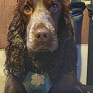 Symphony a rejoint le concours — aidez-le/la à gagner de superbes lots ! bone_tag, brown_dog, canine, car, close_up, collar, curly_fur, dog, dog_face, dog_tag, eyes, floppy_ears, indoor, nose, pet, portrait, seated, spaniel, vehicle_interior, wet_fur