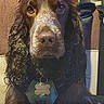 dog, spaniel, brown_dog, floppy_ears, curly_fur, wet_fur, close_up, portrait, pet, canine, dog_face, nose, eyes, collar, dog_tag, bone_tag, car, vehicle_interior, seated, indoor