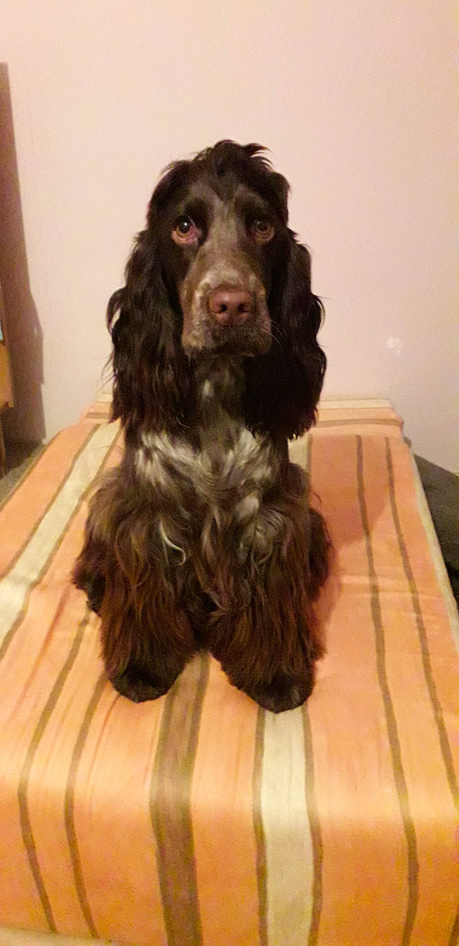 Symphony a rejoint le concours — aidez-le/la à gagner de superbes lots ! animal, bed, bedroom, black_fur, brown_fur, canine, dog, floppy_ears, front_facing, furniture, indoors, long_hair, pet, photography, portrait, serious_expression, sitting, spaniel, striped_bedding, white_chest