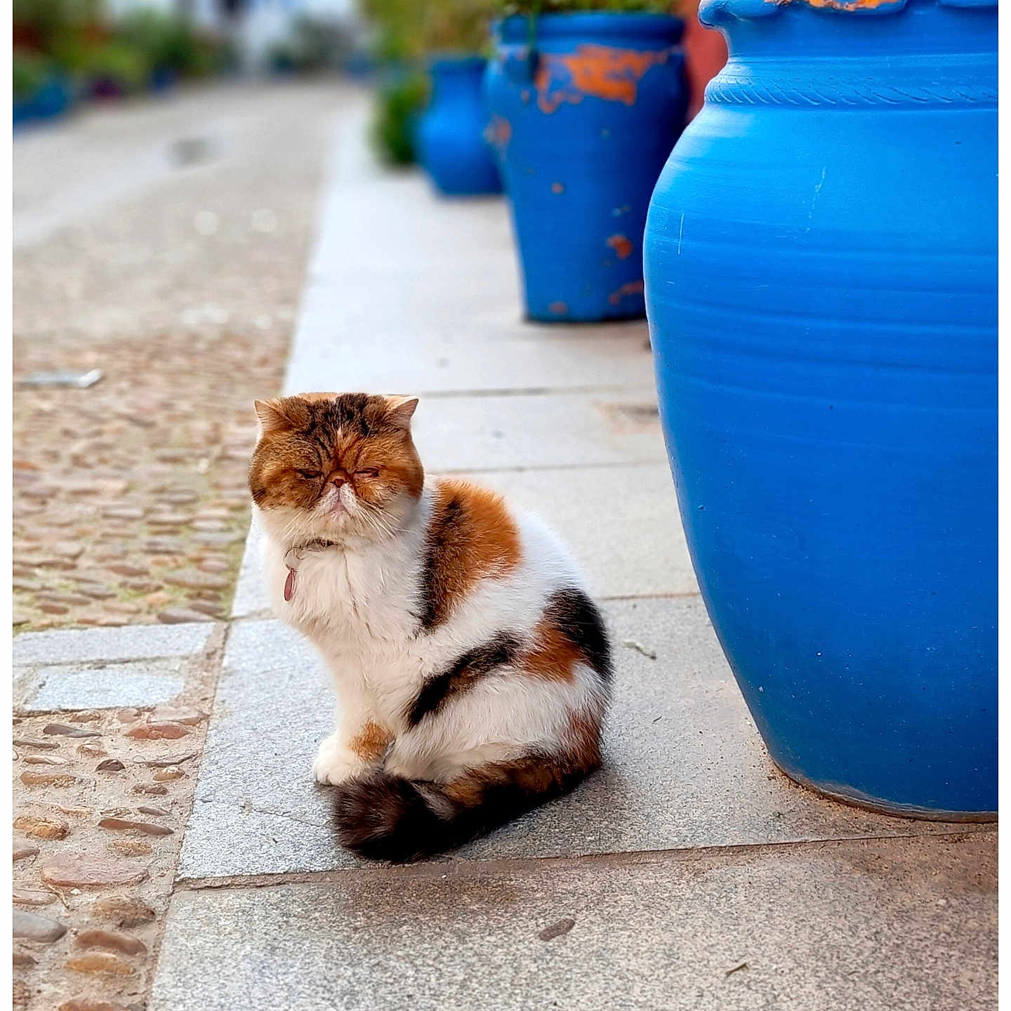 Gavroche a rejoint le concours — aidez-le/la à gagner de superbes lots ! cat, calico, animal, pet, outdoor, street, sidewalk, blue_pot, plant, cobblestone, fur, cute, sitting, nature, daylight, quiet, alone, small, mammal, whiskers