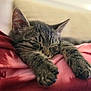Yuji participe au concours pour gagner de l'argent avec cette photo : cat, kitten, sleeping, tabby, paws, closeup, fur, whiskers, relaxation, nap, cozy, indoor, soft, pet, animal, cute, rest, comfort, blanket, feline
