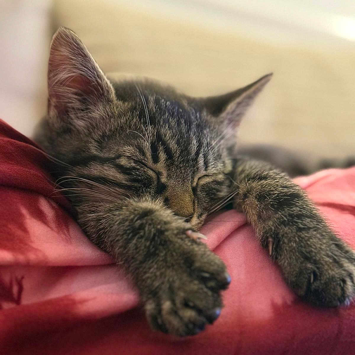 Yuji participe au concours pour gagner de l'argent avec cette photo : animal, blanket, cat, closeup, comfort, cozy, cute, feline, fur, indoor, kitten, nap, paws, pet, relaxation, rest, sleeping, soft, tabby, whiskers