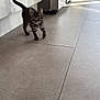 kitten, cat, tabby, pet, animal, indoor, floor, tile, kitchen, cabinet, door, sunlight, shadow, curious, walking, tail, feline, young, domestic, eye_contact