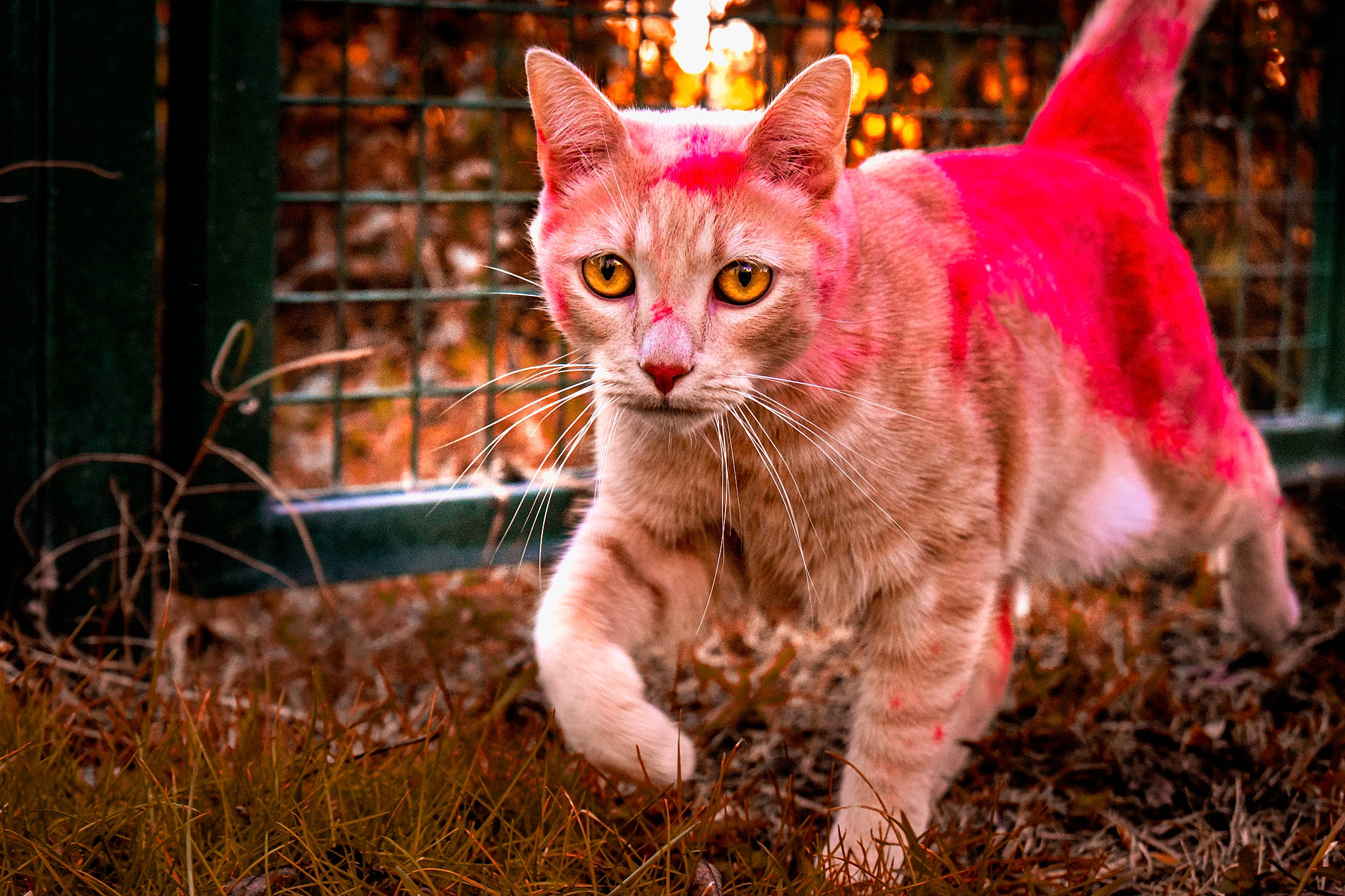 Sachiko a rejoint le concours — aidez-le/la à gagner de superbes lots ! carnivore, cat, domestic_short_haired_cat, event, fawn, felidae, fur, grass, mammal, plant, sitting, small_to_medium_sized_cats, snout, soil, tail, terrestrial_animal, tree, vertebrate, whiskers, wildlife