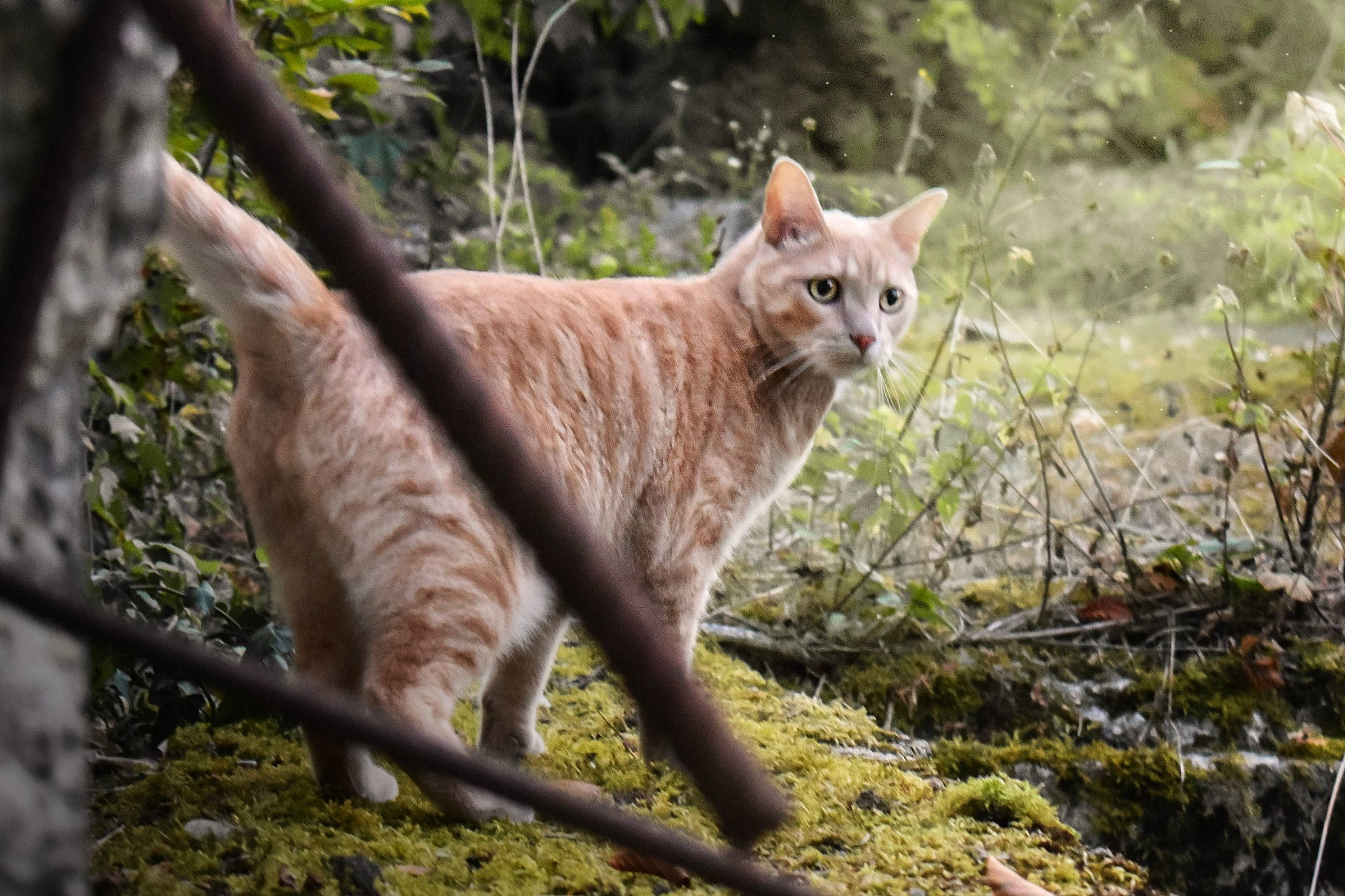 Sachiko participe au concours pour gagner de l'argent avec cette photo : carnivore, cat, domestic_short_haired_cat, fawn, felidae, fur, grass, nature_reserve, organism, plant, small_to_medium_sized_cats, snout, tail, terrestrial_animal, tree, trunk, twig, whiskers, wilderness, wood