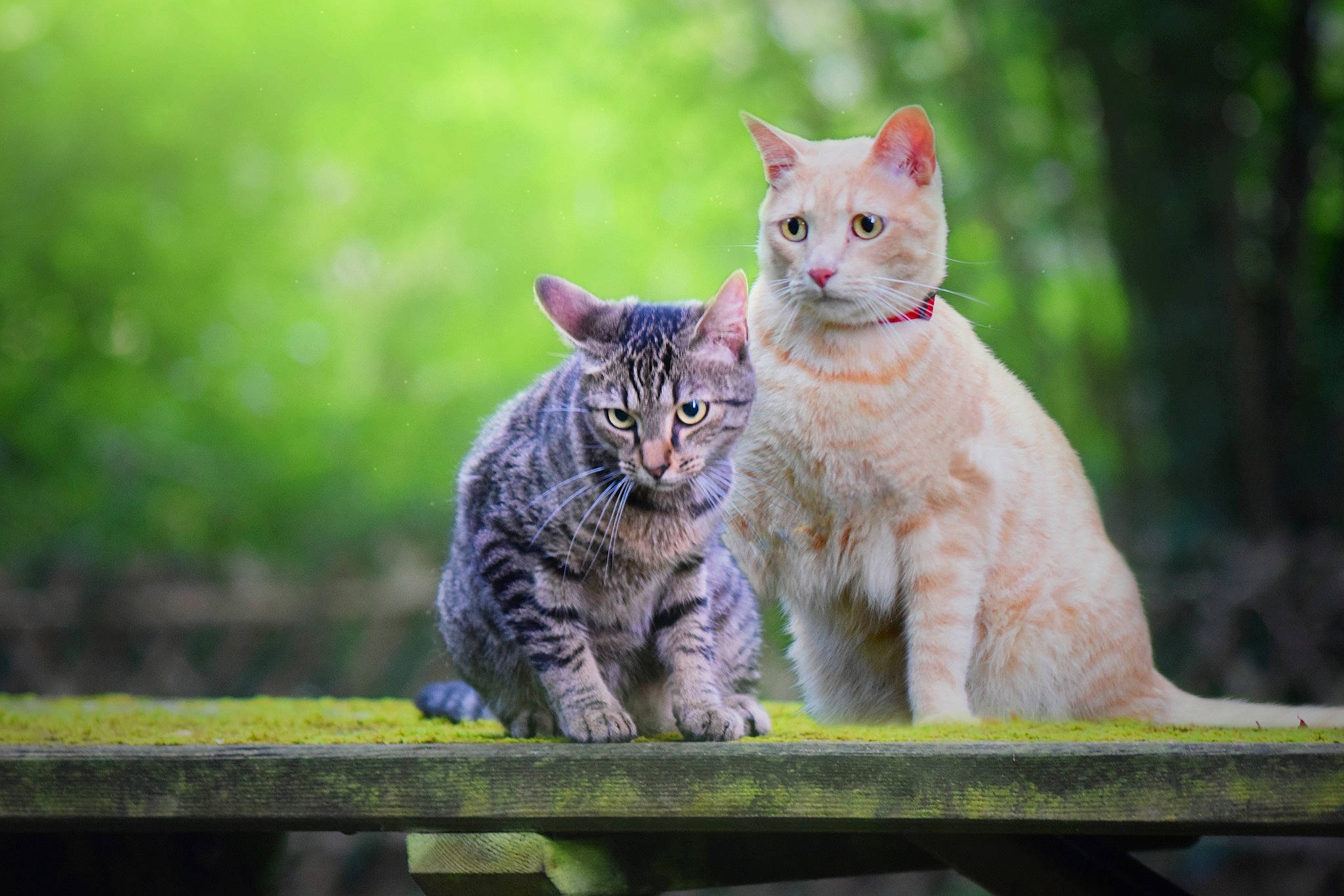 Sachiko participe au concours pour gagner de l'argent avec cette photo : carnivore, cat, claw, domestic_short_haired_cat, fawn, felidae, fur, grass, groundcover, paw, plant, sitting, small_to_medium_sized_cats, snout, tail, terrestrial_animal, tree, whiskers, wildlife, wood